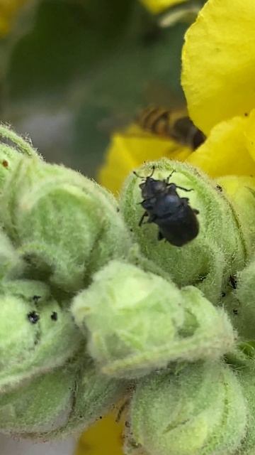 Парування довгоносиків Rhinusa tetra на квітах дивини смотреть онлайн