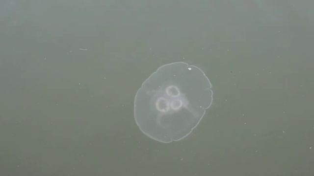 Jellyfish смотреть онлайн