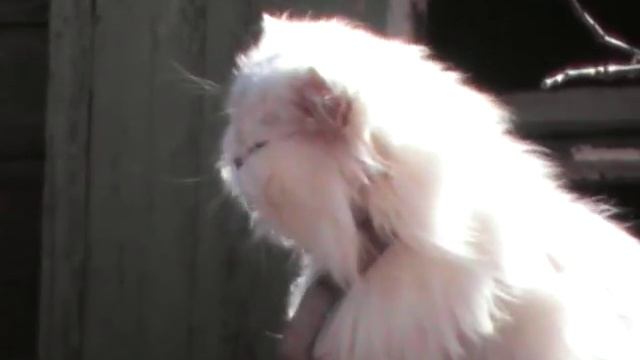 Кошан по имени Олегыч он все также сидит на топляке ( продолжение )