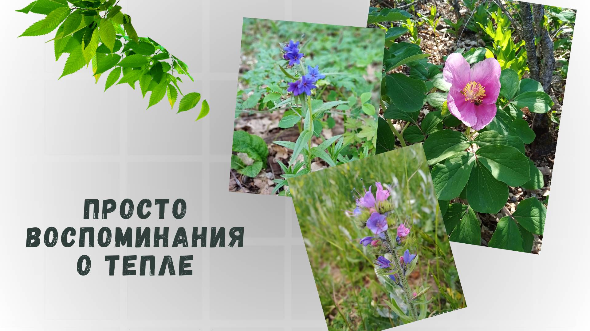 Цветы Крыма смотреть онлайн