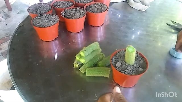 ¿COMO REPRODUCIR CACTUS COLA DE MONO? смотреть онлайн
