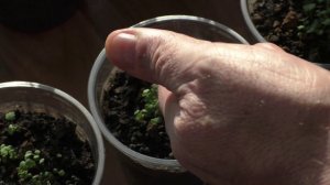 Полив рассады клубники