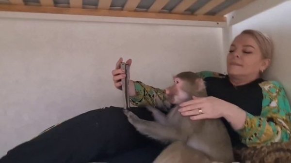 #Гамадрилы Ники и Луна, задириха и неспустиха🙊