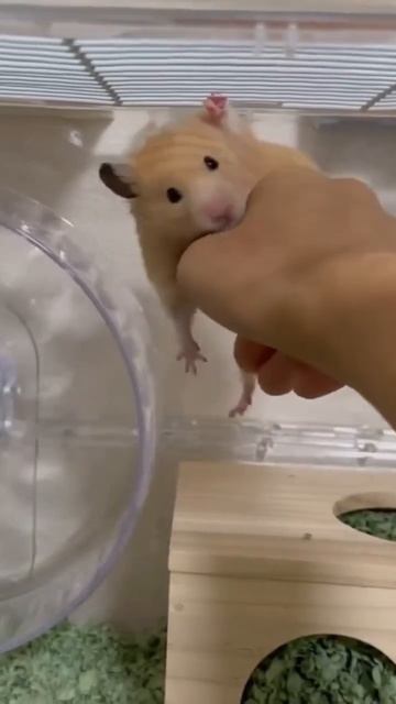 I can do this, move your hands away, I said I can do it. #mypet #cute #funny #animal #babyhamster смотреть онлайн