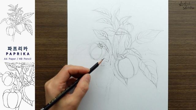 [과일-채소 그리기] 파프리카 연필 스케치 간편 레시피 | Paprika Drawing | 본뜨기 전사과정 смотреть онлайн