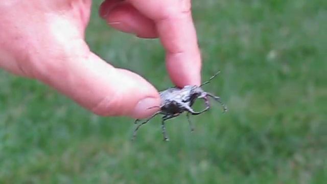 Жук-рогач! смотреть онлайн