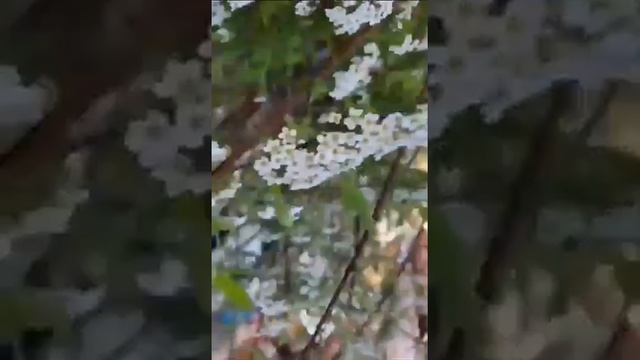 Благодарность Мастерам Парапсихологического центра Алены Полынь смотреть онлайн