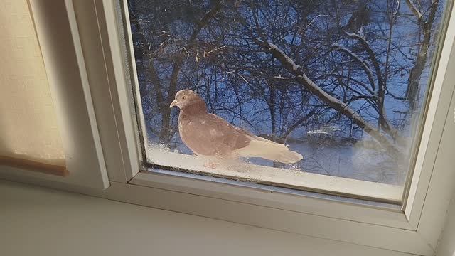 ГОЛУБИ ПРИЛЕТЕЛИ ПОКУШАТЬ. ПТИЦЫ ЗИМОЙ НА ПОДОКОННИКЕ смотреть онлайн