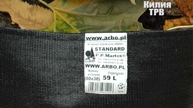 В Килии готовятся к высадке двадцати символов Японии-сакур смотреть онлайн