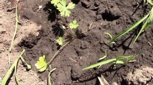 ДЕЛЬФИНИУМ многолетний сажаем СЕМЕНАМИ