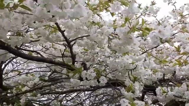 Cherry Blossom | Most Beautiful White Cherry Blossom In UK | Cherry Blossom Tree | Cherry Flowers