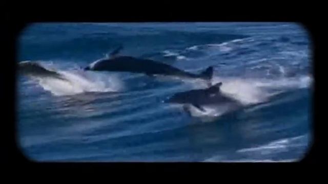 ALBATROS смотреть онлайн