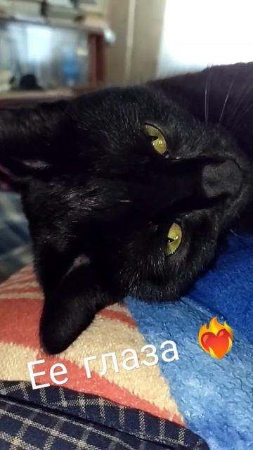 #клякса #котики #чернаякошка #shots #киса #подписчикинаютуб #кошачьялюбовь #кошка #чернаяпантера смотреть онлайн