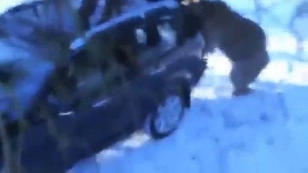 Медведь жжёт