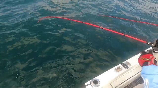 גומבר בסלו ג'יג 🐟, עוד אקשן ושחרורים בסירה 🎣 עם ניצני פלמידות - HEB/ENG subtitles смотреть онлайн