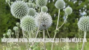 Посев мордовника в зиму