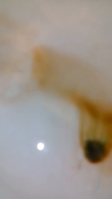 Сами делали бомбаччку рецепт бомбачки для ванны :сода для ванны соль краска ароматизатор смотреть онлайн