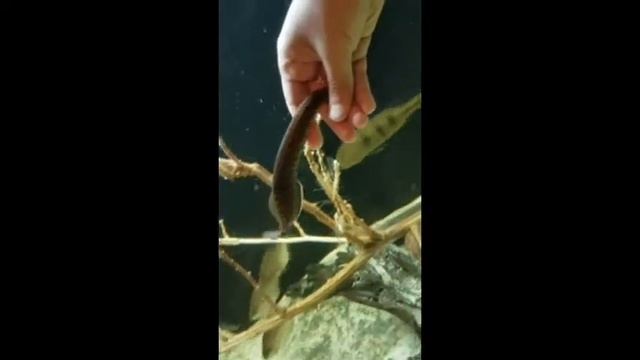 Feeding My Fire Eel & Zigzag Spiny EeL .. :D смотреть онлайн