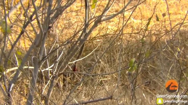 Mongoose Uses Snake as a Swing смотреть онлайн