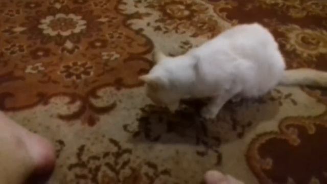 Федя любит чипсы смотреть онлайн