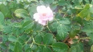 "Волшебная роза", "Феери"  Роза почвопокровная фейри