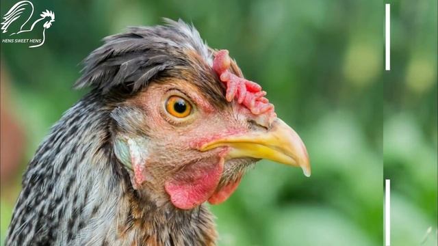 Raising Easter Eggers: The Colorful Chicken with a Secret смотреть онлайн