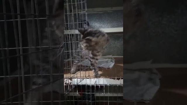 Луиза - возвращение в приют смотреть онлайн