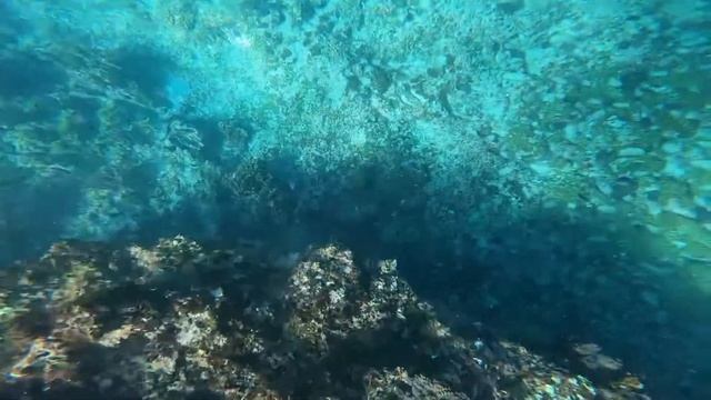 POV Surf - Gnaraloo Surfing Dolphin 🐬 Point смотреть онлайн