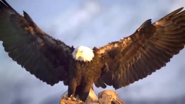 Дикая природа: удивительные факта