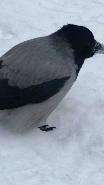 Пуховый комочек #вороны / Fluffball #crow смотреть онлайн