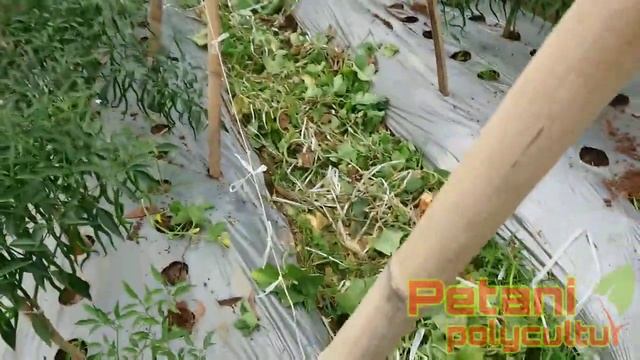 melon TS cabai bag 19. panen melon tumpangsari cabai смотреть онлайн