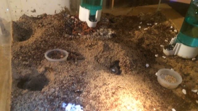Pheidole nodA - unersättlich смотреть онлайн