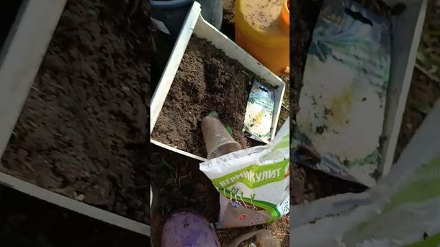 Черенкую потеряшки гортензии, нельзя упускать сезон когда все хорошо укореняется смотреть онлайн