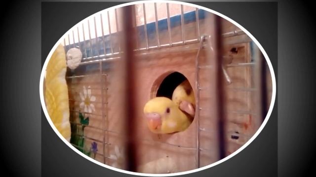 (Кеша, Джесси и их детки) Как на улице интересно! смотреть онлайн