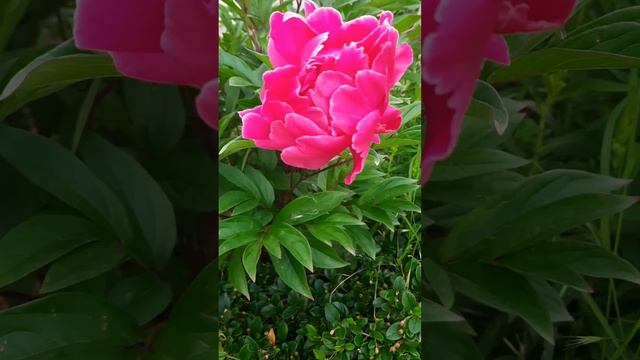 123 Beautiful flower, زهرة جميلة, 美丽的花, सुंदर फूल, Hermosa flor, அழகிய பூ..! смотреть онлайн