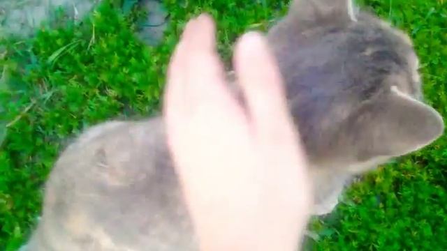 Нашлась кошка, а точнее котёнок! смотреть онлайн