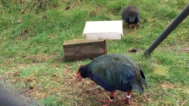 Whito and Aka, endangered Takahe birds, Te Anau, New Zealand смотреть онлайн