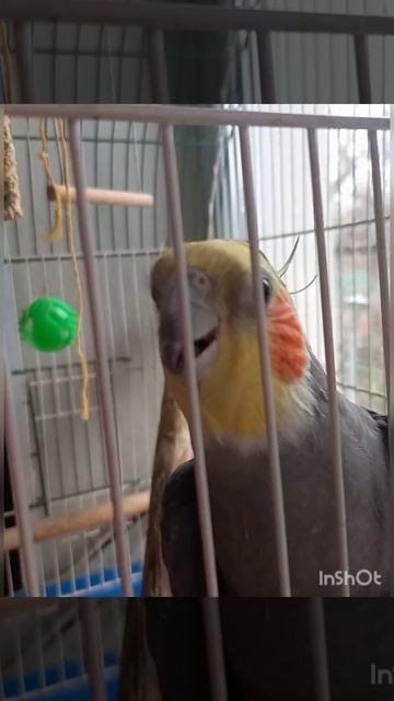 Рикки старается мне понравиться ☝🦜🦜🦜💕 смотреть онлайн