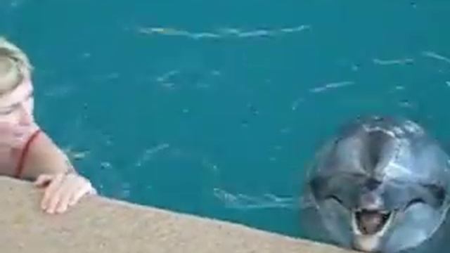 kiss of dolphin.avi смотреть онлайн