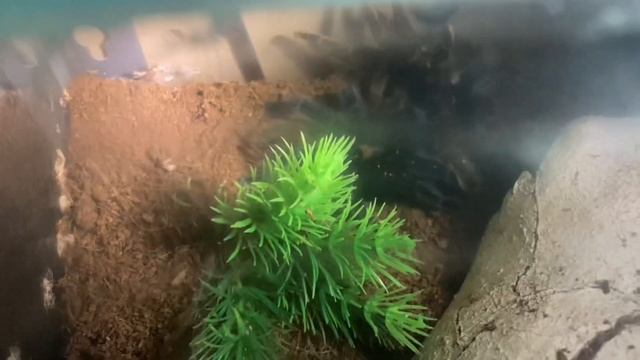 She Has Finally Flip Over Brachypelma Albiceps смотреть онлайн