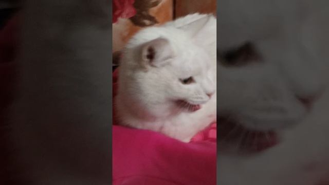 Лежанка для кошки Милки из деревянного ящика, кофты и одеялка) смотреть онлайн