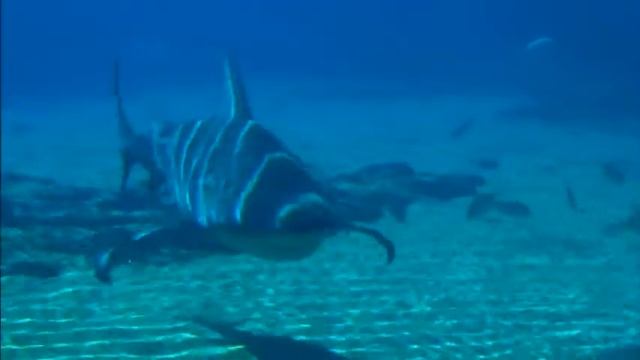 Bull Shark смотреть онлайн