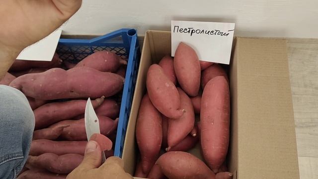 Батат. Часть 3 - белые сорта, сорта с маркетов и новые урожайные. смотреть онлайн