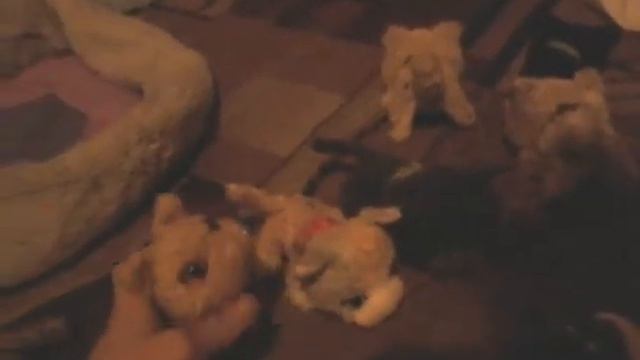 Обзор на зе кет коллекшенов, 2 часть. смотреть онлайн