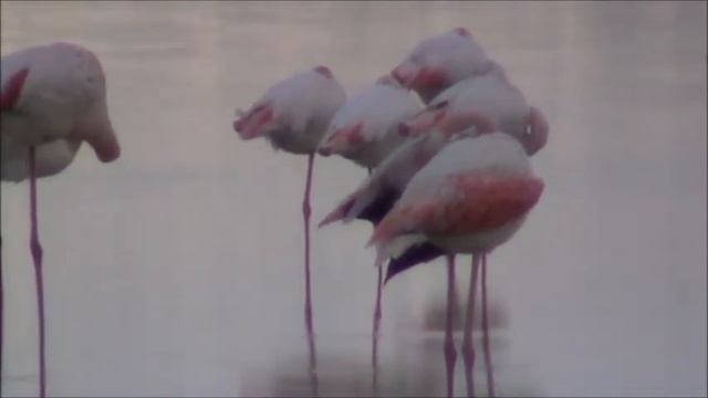 larnaca salt lake flamingos 31-12-2013 смотреть онлайн