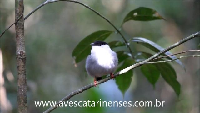 Rendeira, Manacus manacus, White-bearded Manakin - MVI_9119 смотреть онлайн