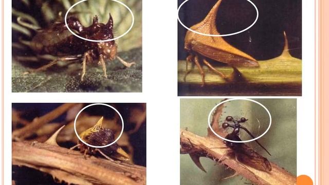 12. Hemiptera Familias смотреть онлайн