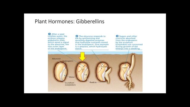 Plant Hormones смотреть онлайн