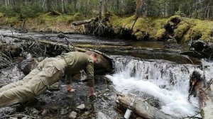 Лесотерапия (песня)