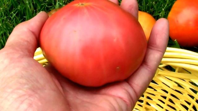 Six Different Heirloom Tomatoes, and a little about them. смотреть онлайн